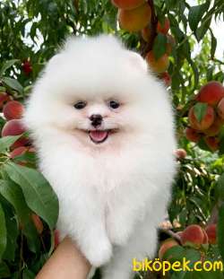 Pomeranian Erkek Dişi Kardeşler 1