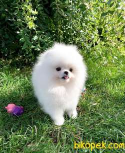 Pomeranian Erkek Dişi Kardeşler 5