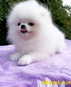 Pomeranian Erkek Dişi Kardeşler 4