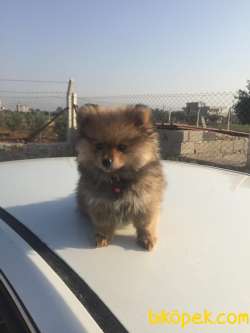 Pomeranian Erkek Yavru Adana Uyguna Verilecektir. 4