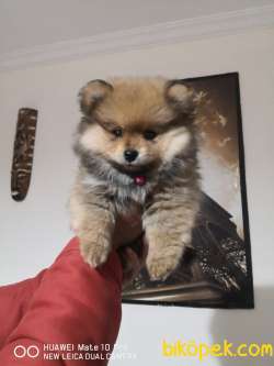 Pomeranian Erkek Yavru Adana Uyguna Verilecektir. 1