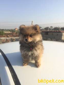 Pomeranian Erkek Yavru Adana Uyguna Verilecektir. 3