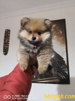 Pomeranian Erkek Yavru Adana Uyguna Verilecektir. 2