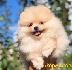 Sağlık-ırk Garantili Pomeranian 2