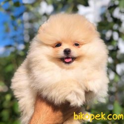 Sağlık-ırk Garantili Pomeranian 1