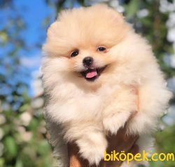 Sağlık-ırk Garantili Pomeranian 3