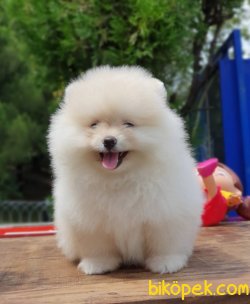 Ayı Surat Pomeranian Yavrularımız 1