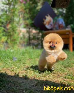 Pomeranian Gülen Tip 2