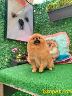 Pomeranian Gülen Yüz 2