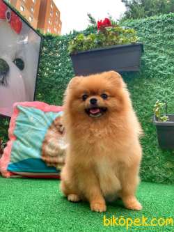 Pomeranian Gülen Yüz 3