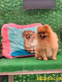 Pomeranian Gülen Yüz 1
