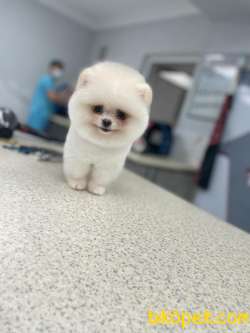 Pomeranian Güzel Surat 2