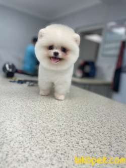 Pomeranian Güzel Surat 3