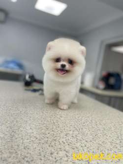 Pomeranian Güzel Surat 1