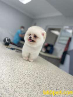 Pomeranian Güzel Surat 4