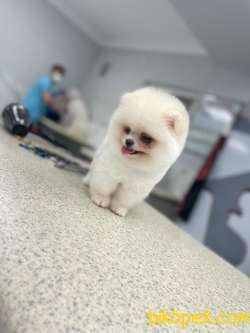 Pomeranian Güzel Surat 5