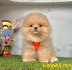 Pomeranian Boo Yavrular 3