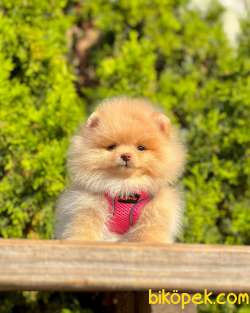 Pomeranian Boo 3