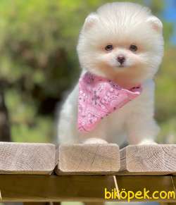 Pomeranian Boo