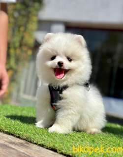 Pomeranian Irkının En Güzel Bebekleri 4