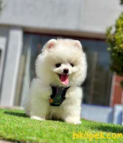 Pomeranian Irkının En Güzel Bebekleri 2