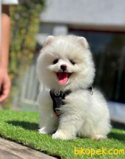 Pomeranian Irkının En Güzel Bebekleri 1