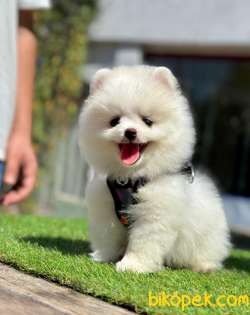 Pomeranian Irkının En Güzel Bebekleri 3
