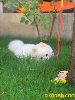 Pomeranian Kar Beyaz 10 Aylık 2
