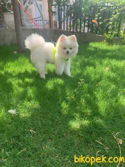 Pomeranian Kar Beyaz 10 Aylık 5