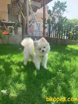 Pomeranian Kar Beyaz 10 Aylık 4