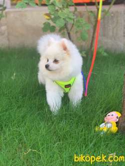 Pomeranian Kar Beyaz 10 Aylık 3