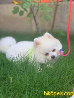 Pomeranian Kar Beyaz 10 Aylık 1