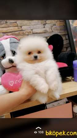 Pomeranian Kar Beyaz Yavrularımız 2