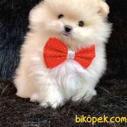 Pomeranian Kar Beyaz Yavrularımız 1