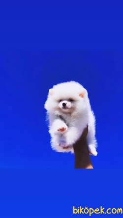 Pomeranian Kar Beyaz Yavrularımız 1