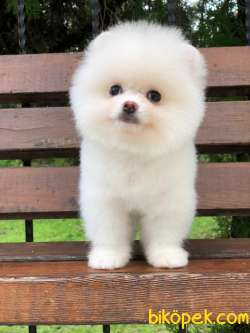 Pomeranian Kar Beyaz Yavrusumuz 3