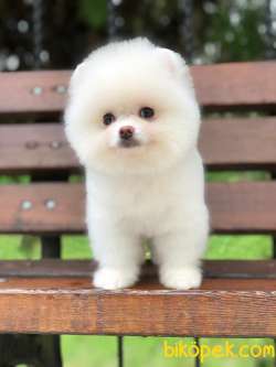 Pomeranian Kar Beyaz Yavrusumuz 2