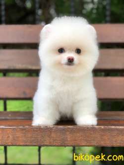 Pomeranian Kar Beyaz Yavrusumuz 1
