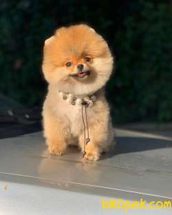 Pomeranian Kizcem Shila 2