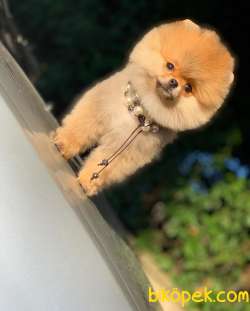 Pomeranian Kizcem Shila 3