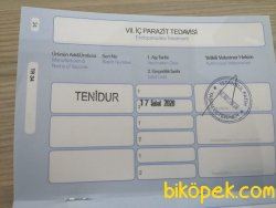 Pomeranian Kızımız 5