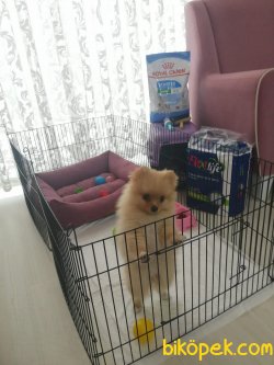 Pomeranian Kızımız 2