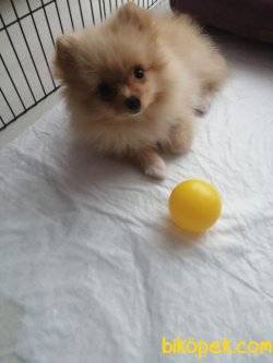 Pomeranian Kızımız 1