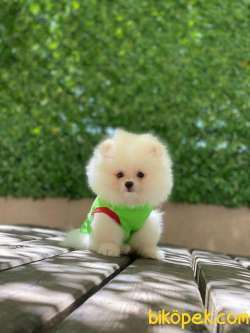 Pomeranian Kızımız Lola 4