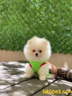 Pomeranian Kızımız Lola 2