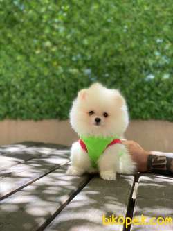 Pomeranian Kızımız Lola 5