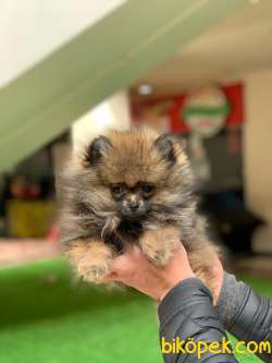 Pomeranian Kızımız Lucy 3