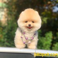 Pomeranian Kralicesi 2