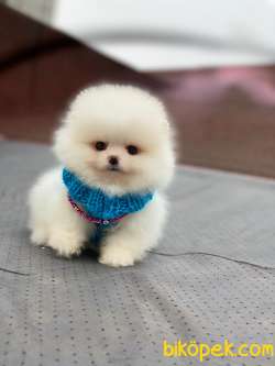 Pomeranian Beyaz Erkek Mini Ayıcık Yavrumuz 1