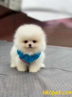 Pomeranian Beyaz Erkek Mini Ayıcık Yavrumuz 3